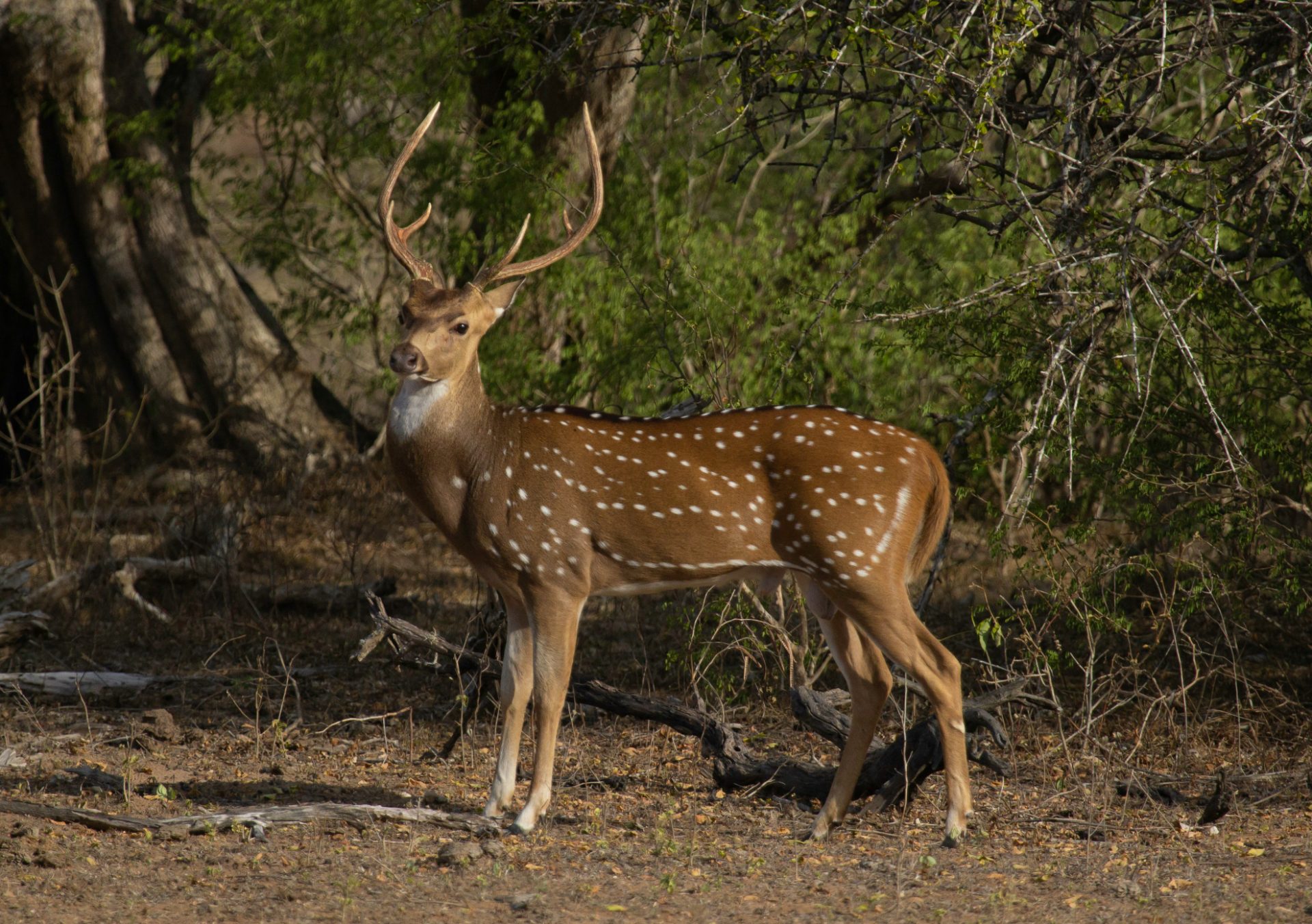 Lunugamvehera Wildlife Safari Experience in Sri Lanka