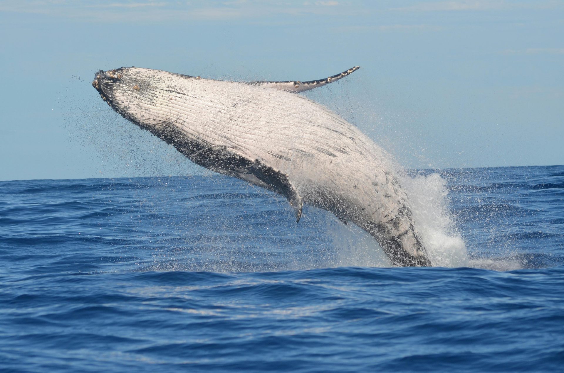Whale Watching Day Tour