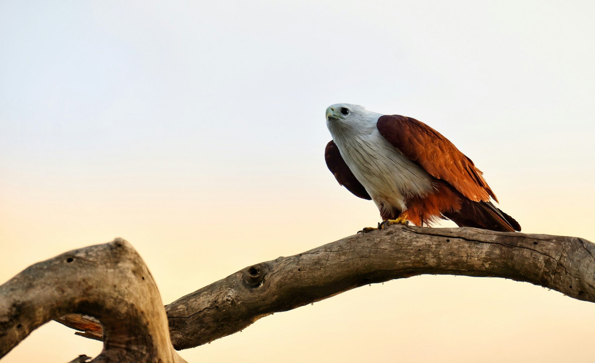 Bundala Safari Experience — Sri Lanka’s Hidden Wildlife Paradise