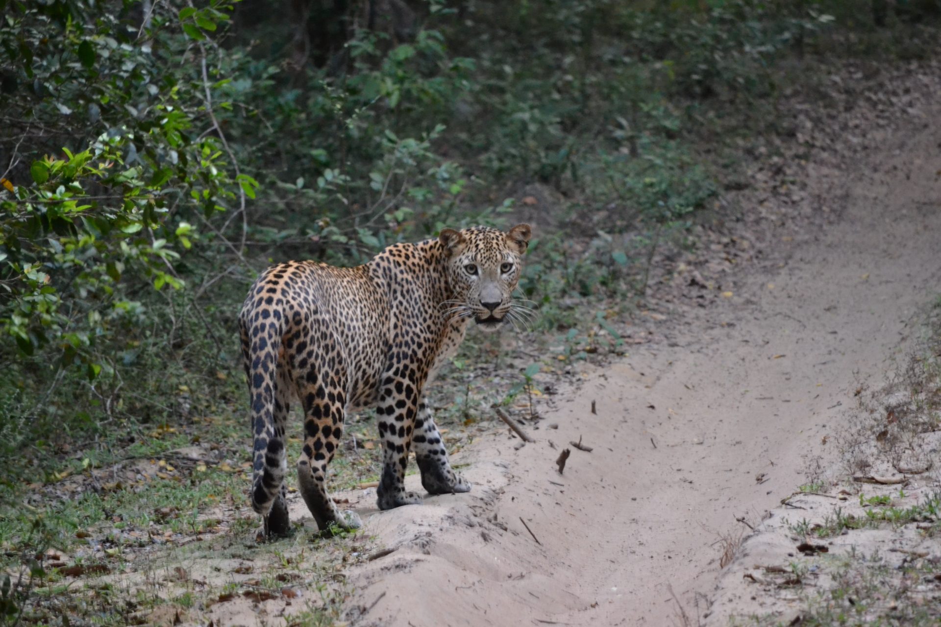 Wilpattu National Park Leopard Safari Tour