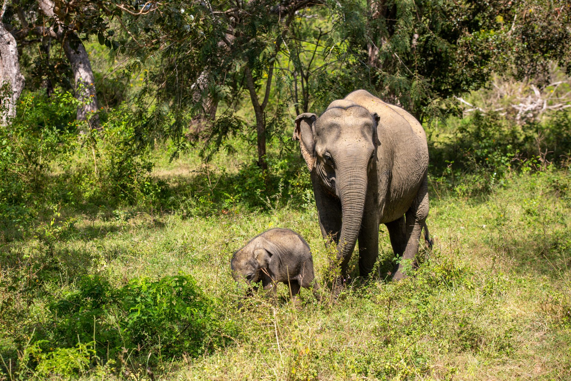 Udawalawe: The Best Place for Elephant Safaris