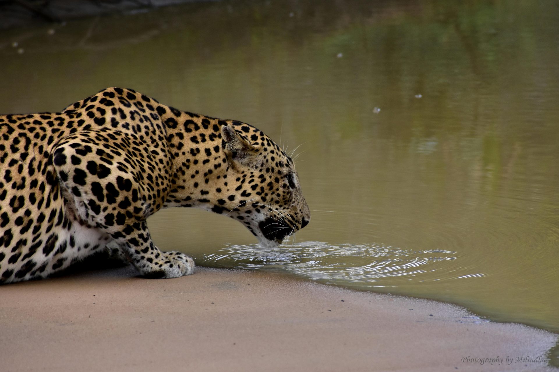 A Guide to Leopard Spotting in Sri Lanka